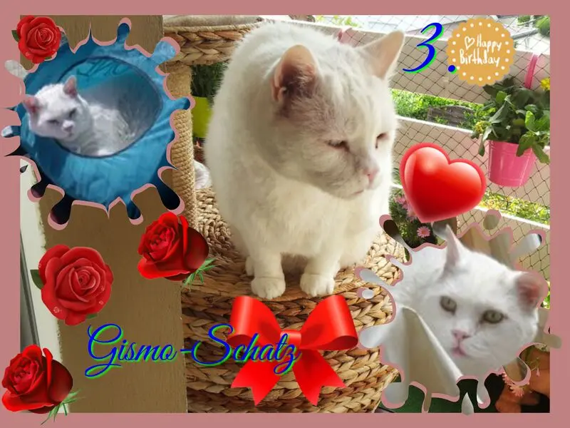 Condolence image of ❤Eike und Edeltraud mit unseren sieben Sternchen tief im Herzen ❤ ❤ ❤ ❤ ❤ ❤ ❤ 