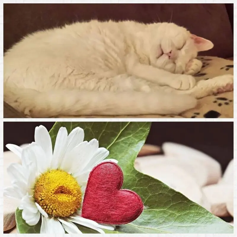 Condolence image of Anja mit Joy im Herzen 