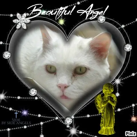 Condolence image of Tanja mit Timmy im Herzen