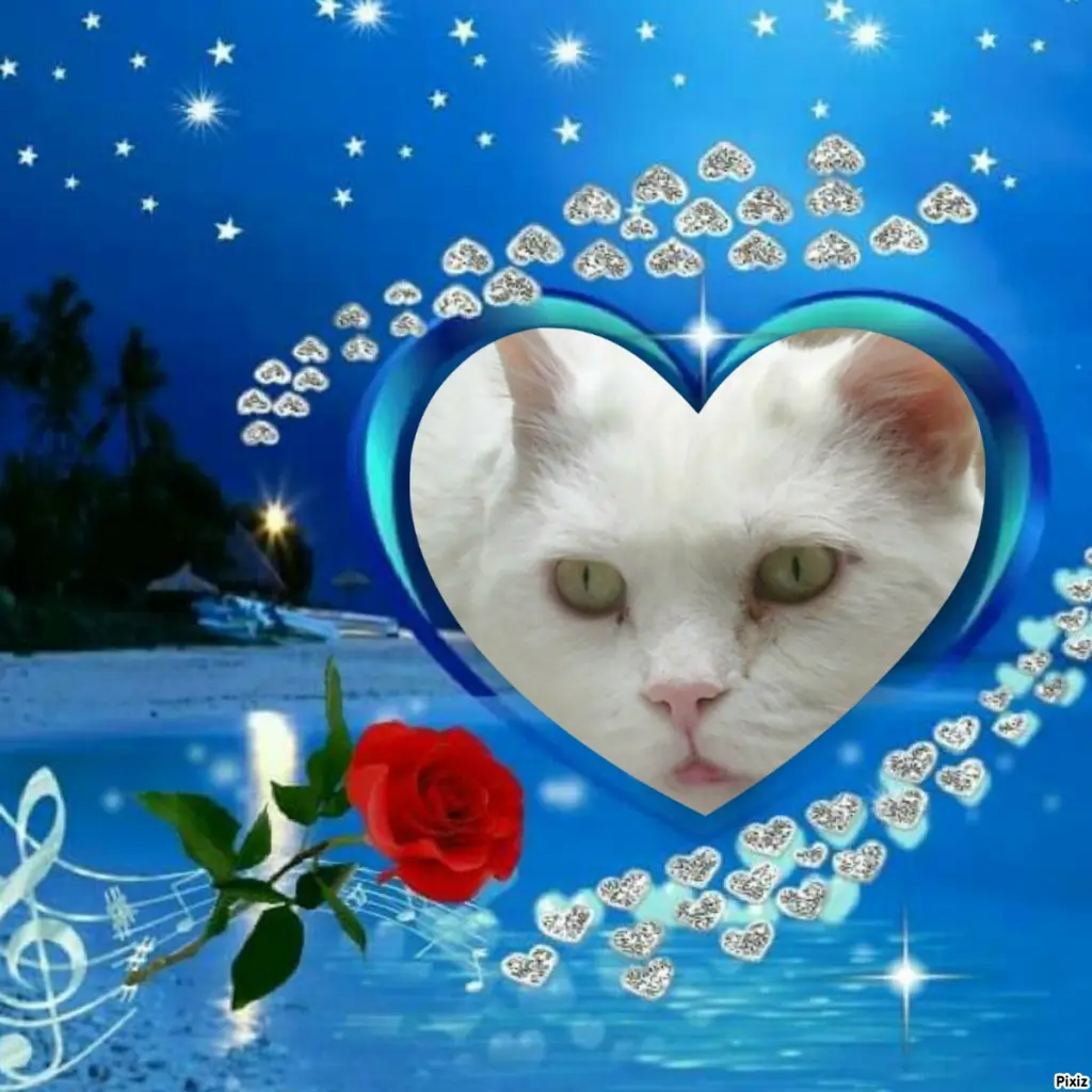 Condolence image of Tanja mit Timmy im Herzen 