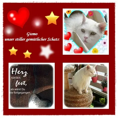 Condolence image of deiner Ilse in Liebe zum 41. Gedenkmonat