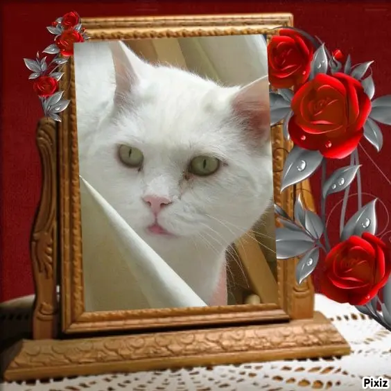 Condolence image of Tanja mit Timmy im Herzen 