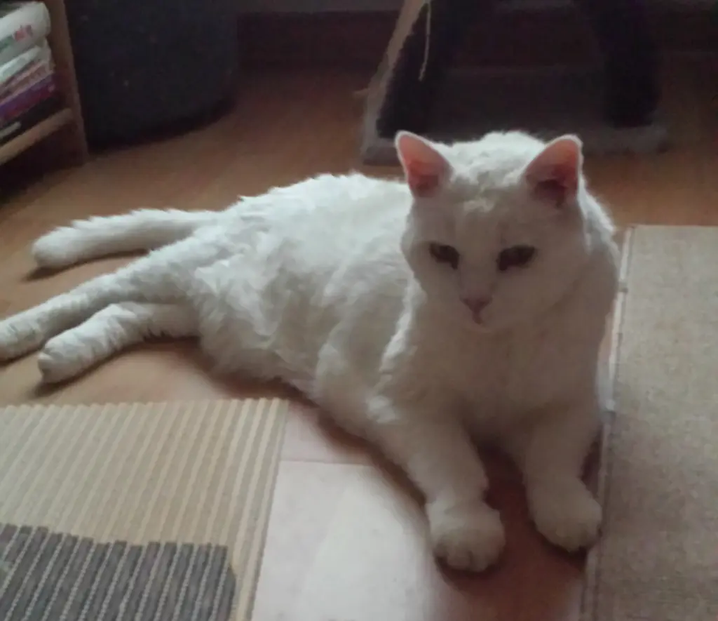 Condolence image of deiner Ilse in Liebe zum 45. Gedenkmonat