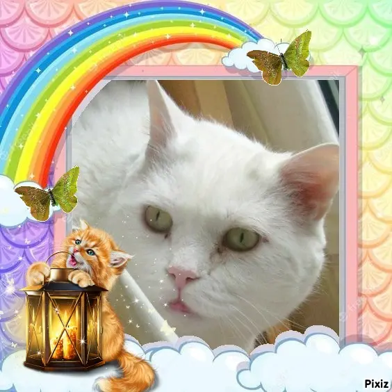 Condolence image of Tanja mit Timmy im Herzen 