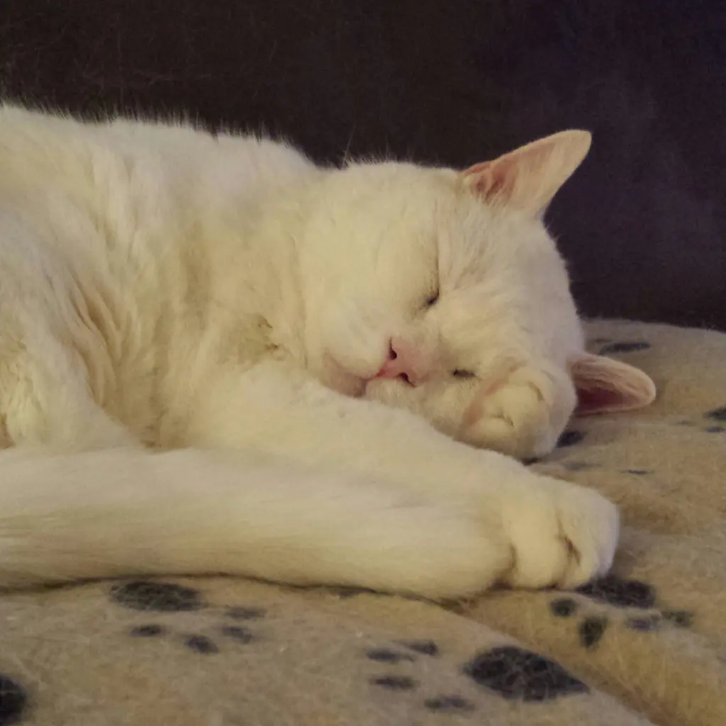 Condolence image of deiner Ilse in Liebe zum 46. Gedenkmonat