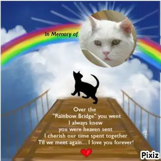 Condolence image of Tanja mit Timmy im Herzen 