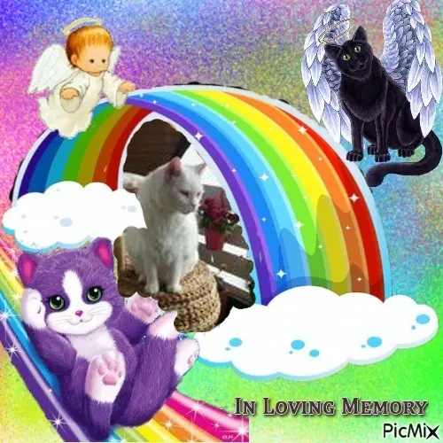 Condolence image of 4.Sternchen❤️Gedenktag❤️❤️❤️❤️