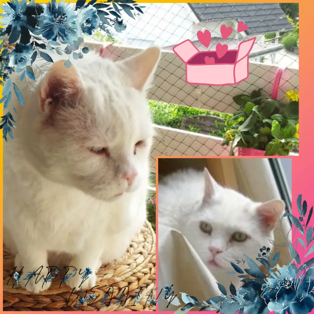 Condolence image of ❤️Eike und Edeltraud mit unseren Sternchen tief im Herzen ❤️ ❤️ ❤️ ❤️ ❤️ ❤️ ❤️ ❤️ 