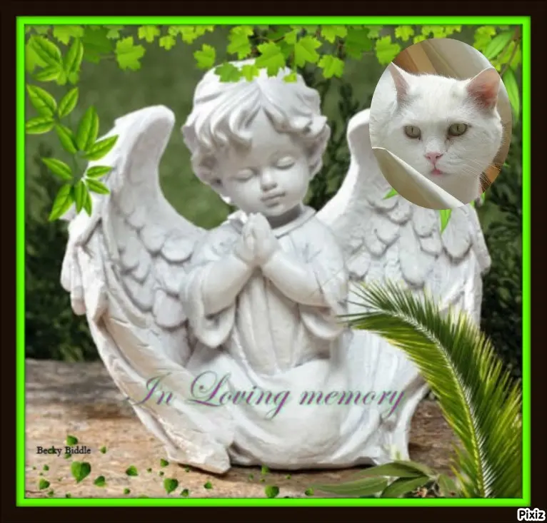 Condolence image of Tanja mit Timmy im Herzen 
