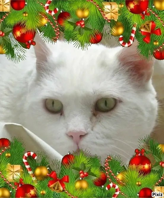 Condolence image of Tanja mit Timmy im Herzen 