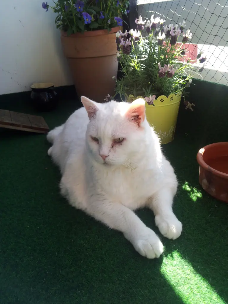 Condolence image of deiner Ilse in Liebe zum 50. Gedenkmonat