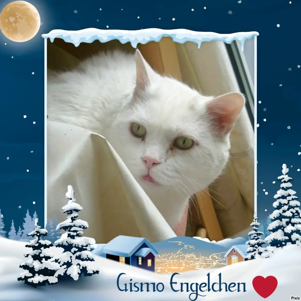 Condolence image of Tanja mit Timmy im Herzen