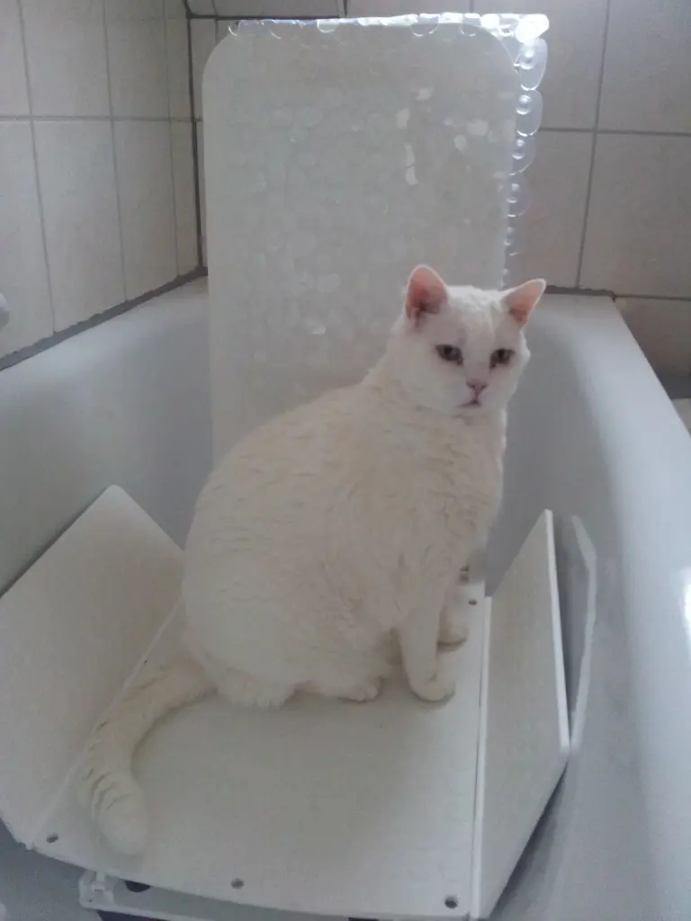 Condolence image of deiner Ilse in Liebe zum 62. Gedenkmonat