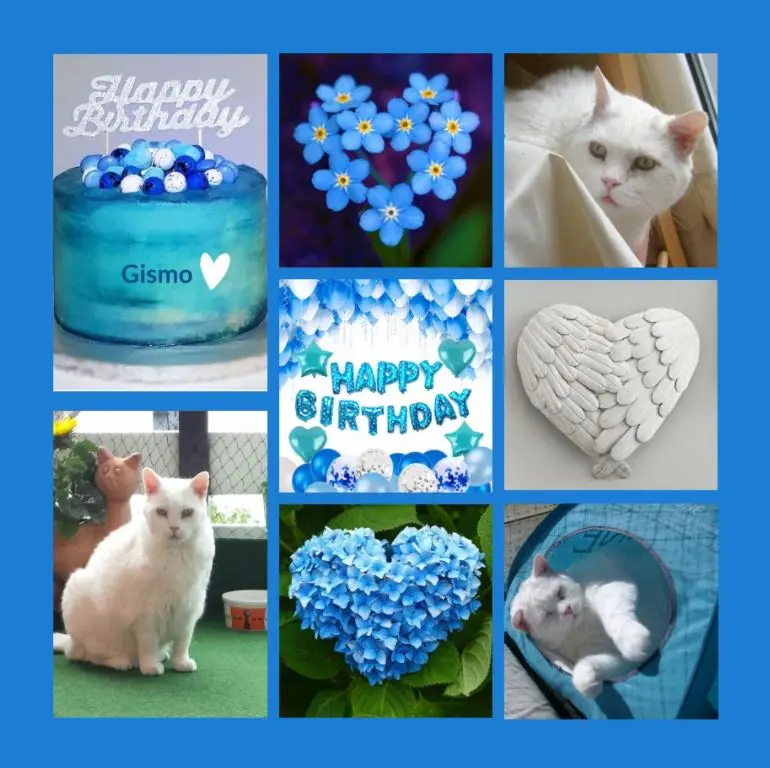 Condolence image of 21 Geburtstagssträuße für Gismo