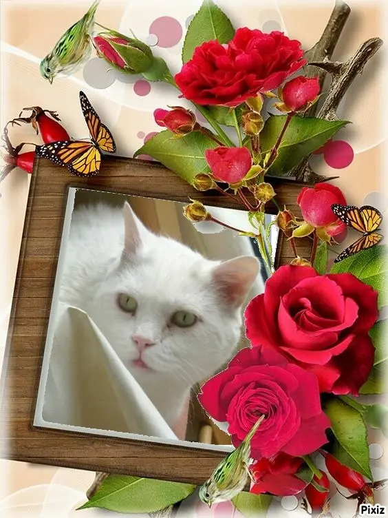 Condolence image of Tanja mit Timmy im Herzen