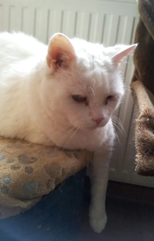 Condolence image of deiner Ilse in Liebe zum 54. Gedenkmonat