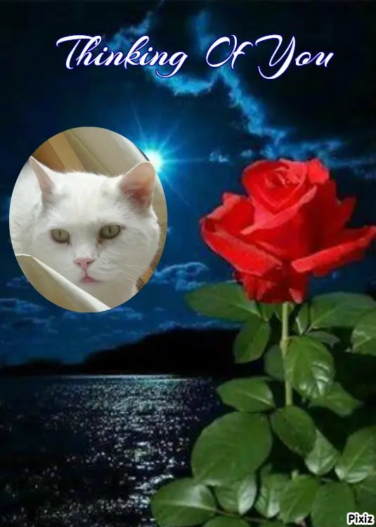 Condolence image of Tanja mit Timmy im Herzen