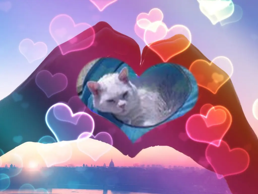 Condolence image of Gute Nacht❤️❤️❤️Mauschen❤️❤️❤️