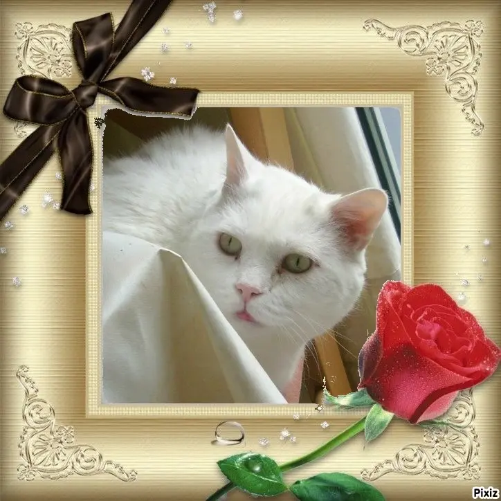 Condolence image of Tanja mit Timmy im Herzen 