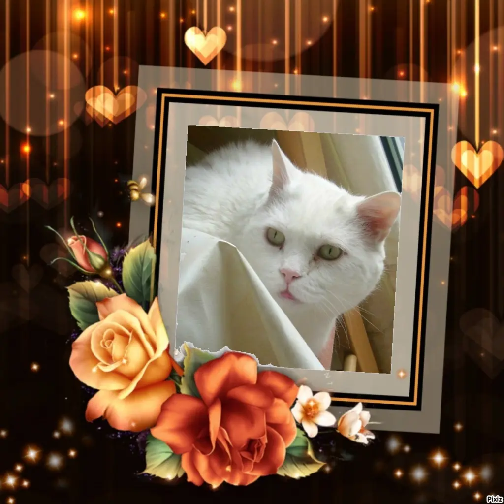 Condolence image of Tanja mit Timmy im Herzen 