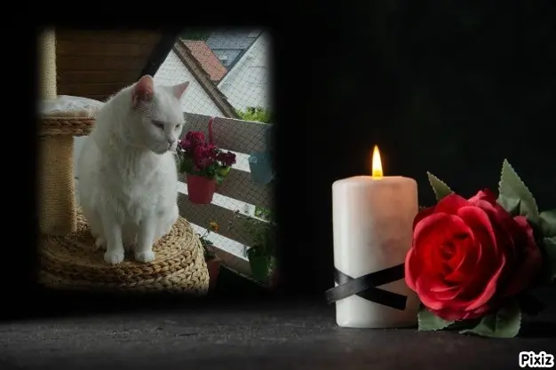 Condolence image of Tanja mit Timmy im Herzen 