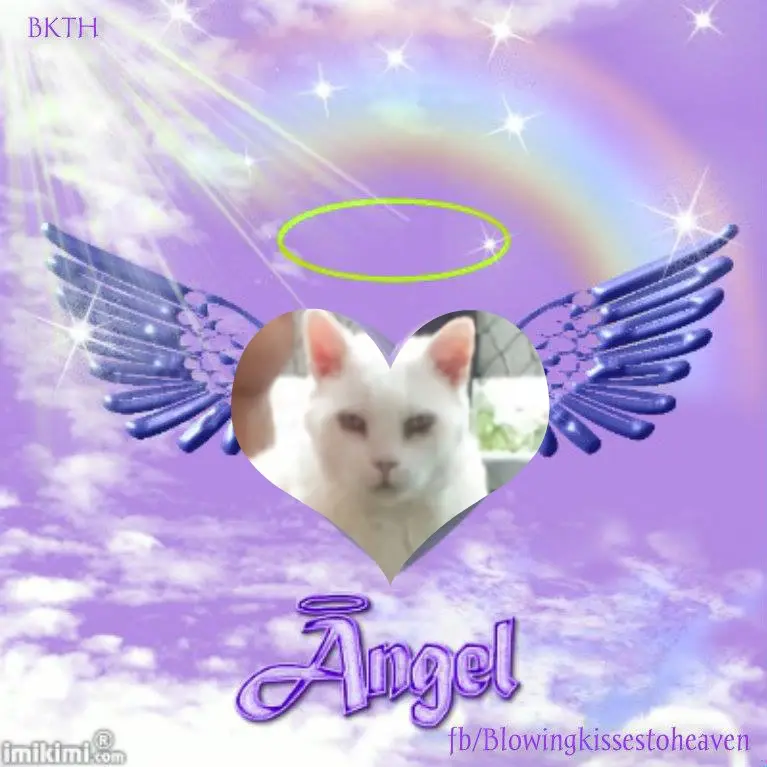 Condolence image of 5.Sternchen❤Gedenktag❤❤❤❤❤