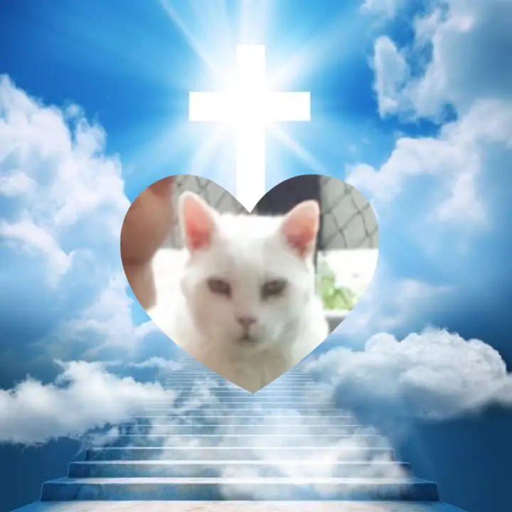 Condolence image of 5.Sternchen❤Gedenktag❤❤❤❤❤