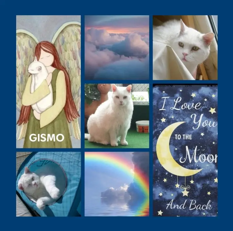 Condolence image of Für Gismo zum 5. Sternchengeburtstag