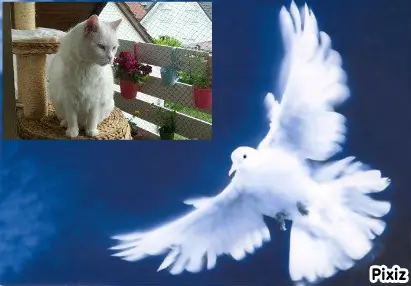 Condolence image of Tanja mit Timmy im Herzen 