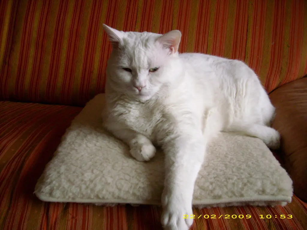 Condolence image of deiner Ilse in Liebe zum 61. Gedenkmonat