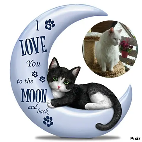 Condolence image of Tanja mit Timmy im Herzen