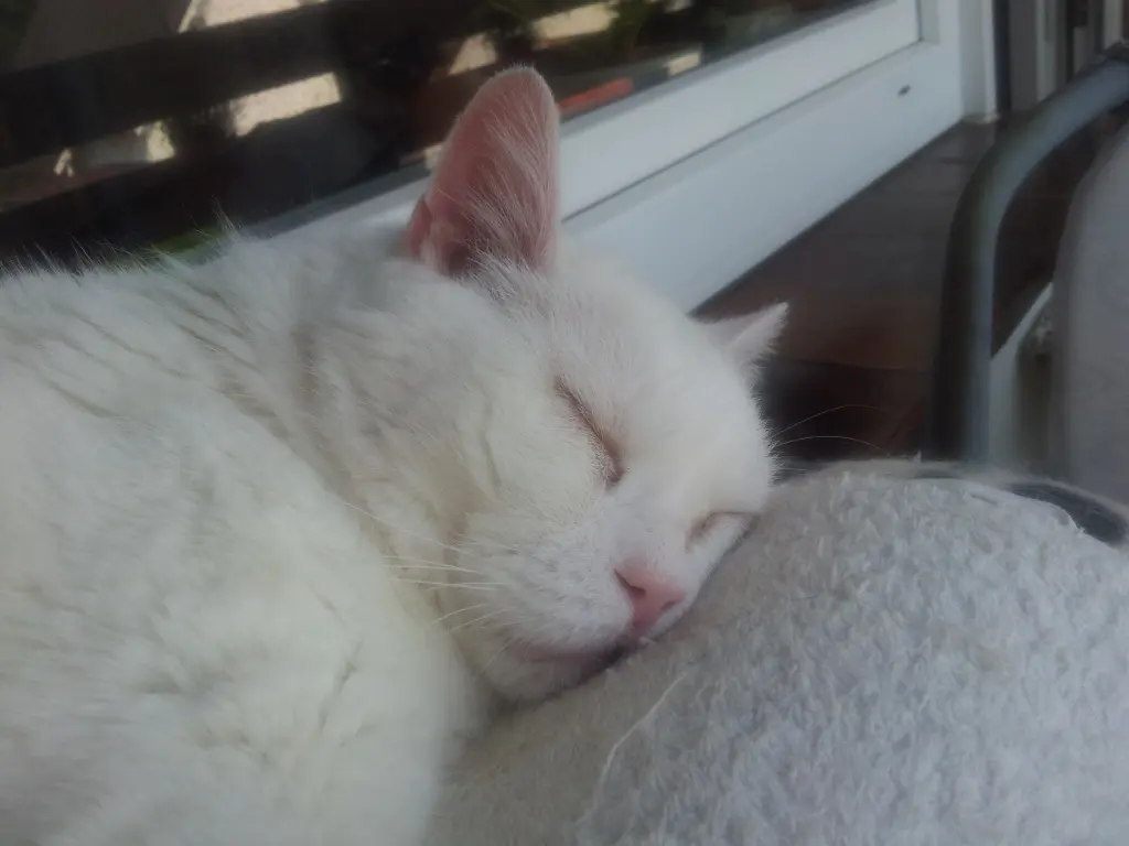 Condolence image of deiner Ilse in Liebe zum 64. Monatsgedenken