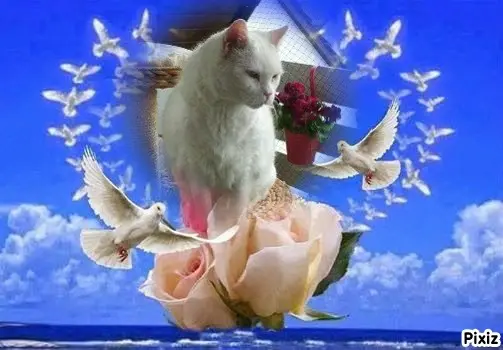 Condolence image of Tanja mit Timmy im Herzen 