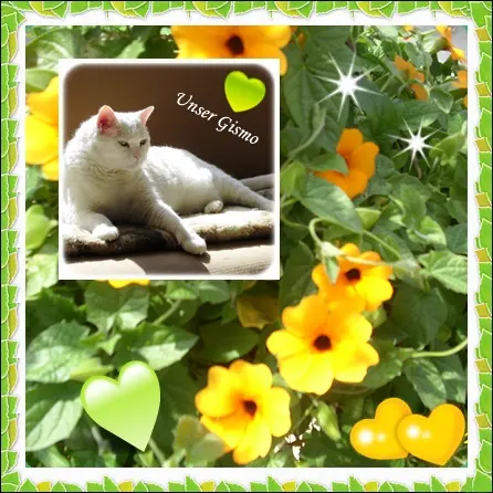 Condolence image of deiner Ilse in Liebe zum 66. Monatsgedenken