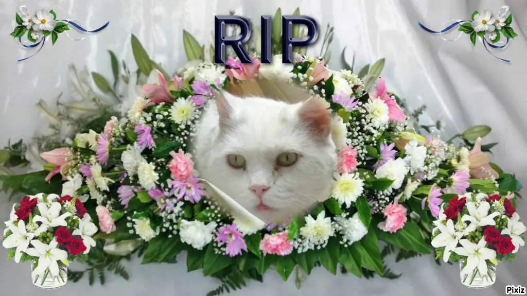 Condolence image of Tanja mit Timmy im Herzen 