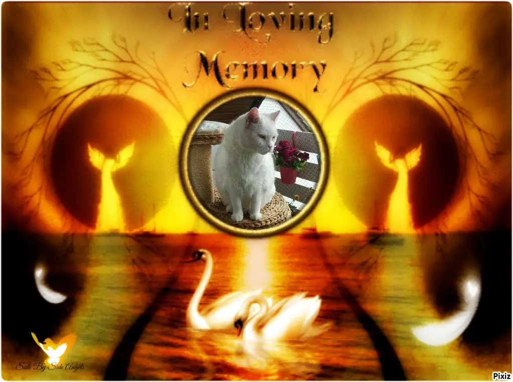 Condolence image of Tanja mit Timmy im Herzen 