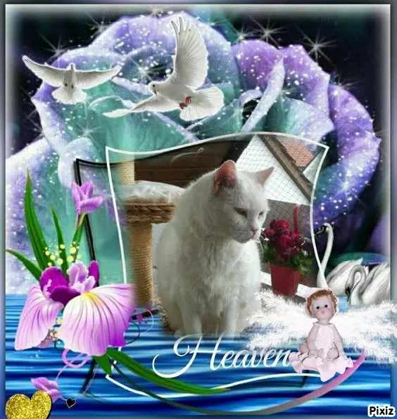 Condolence image of Tanja mit Timmy im Herzen 