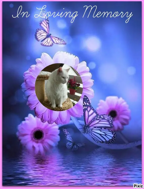 Condolence image of Tanja mit Timmy im Herzen 