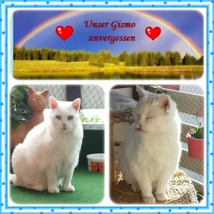 Condolence image of deiner Ilse in Liebe zum 70. Monatsgedenken