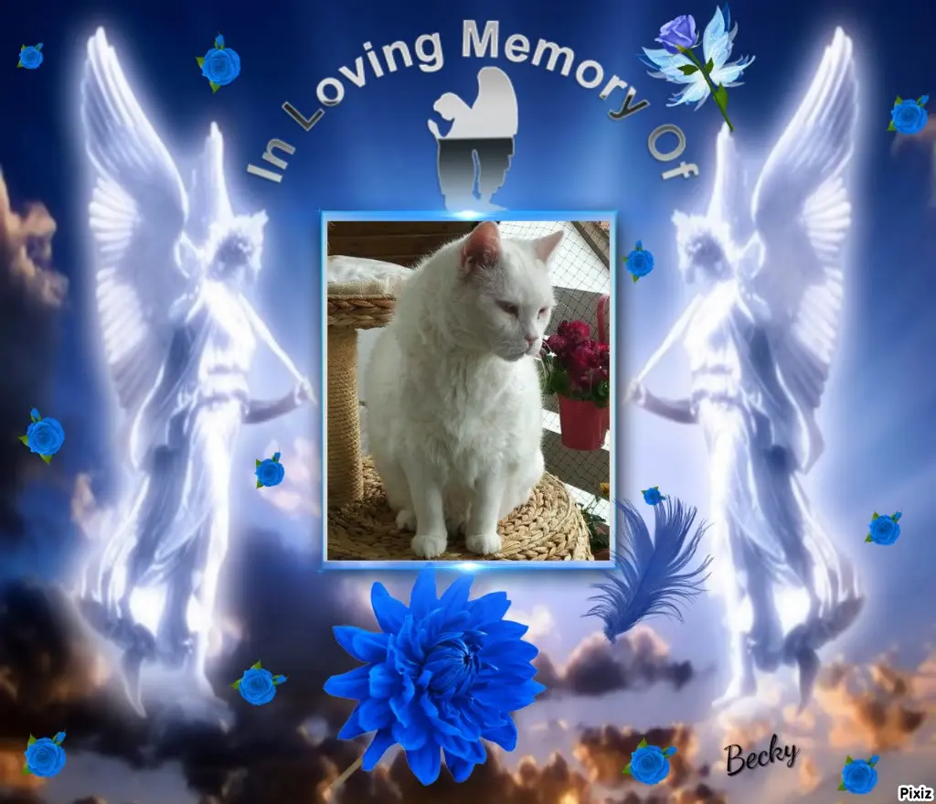 Condolence image of Tanja mit Timmy im Herzen 