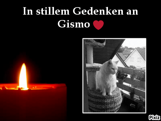 Condolence image of Tanja mit Timmy im Herzen 