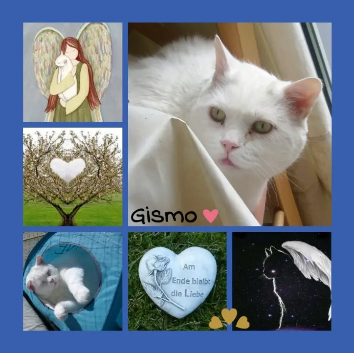 Condolence image of Rosen für Gismo zum 6. Sternchengeburtstag