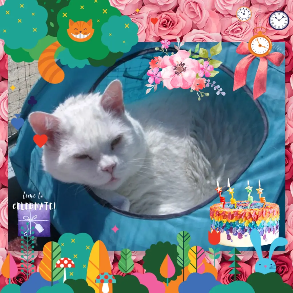 Condolence image of ❤️6. Sternchengeburtstag Gismo ❤️