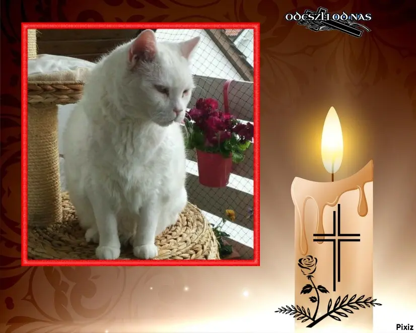 Condolence image of Tanja mit Timmy im Herzen 
