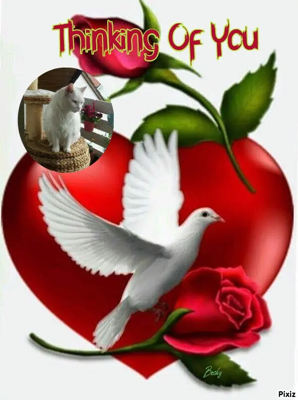 Condolence image of Tanja mit Timmy im Herzen 