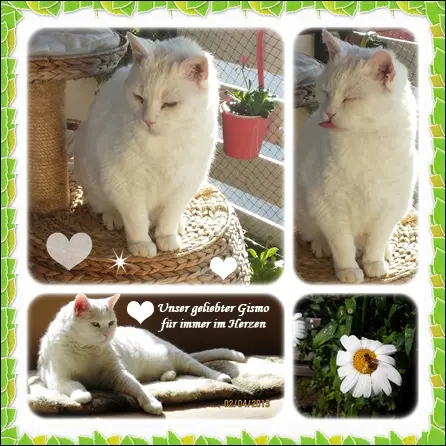 Condolence image of deiner Ilse in Liebe zum 77. Monatsgedenken