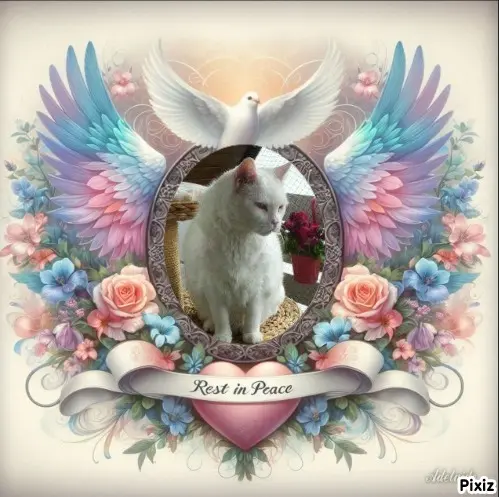 Condolence image of Tanja mit Timmy im Herzen 