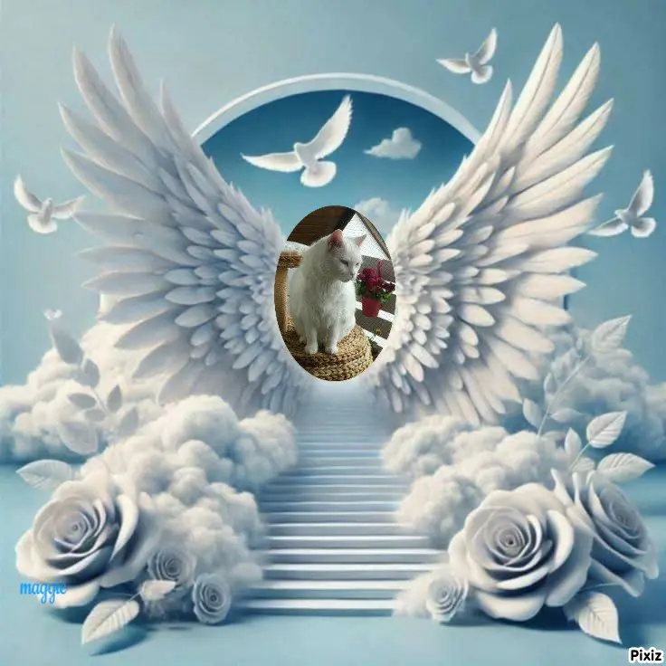 Condolence image of Tanja mit Timmy im Herzen 