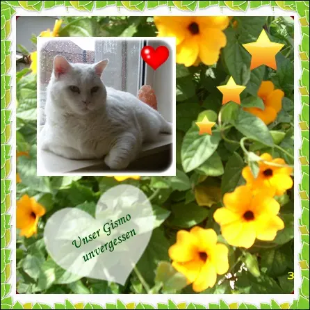 Condolence image of deiner Ilse in Liebe zum 79. Monatsgedenken