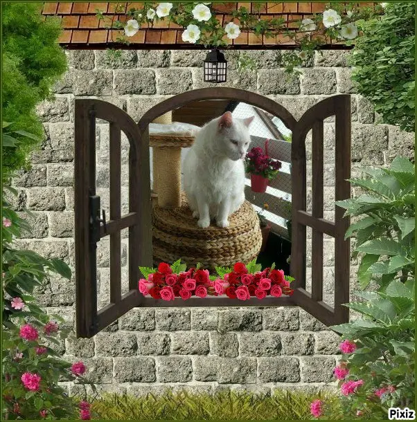 Condolence image of Tanja mit Timmy im Herzen 